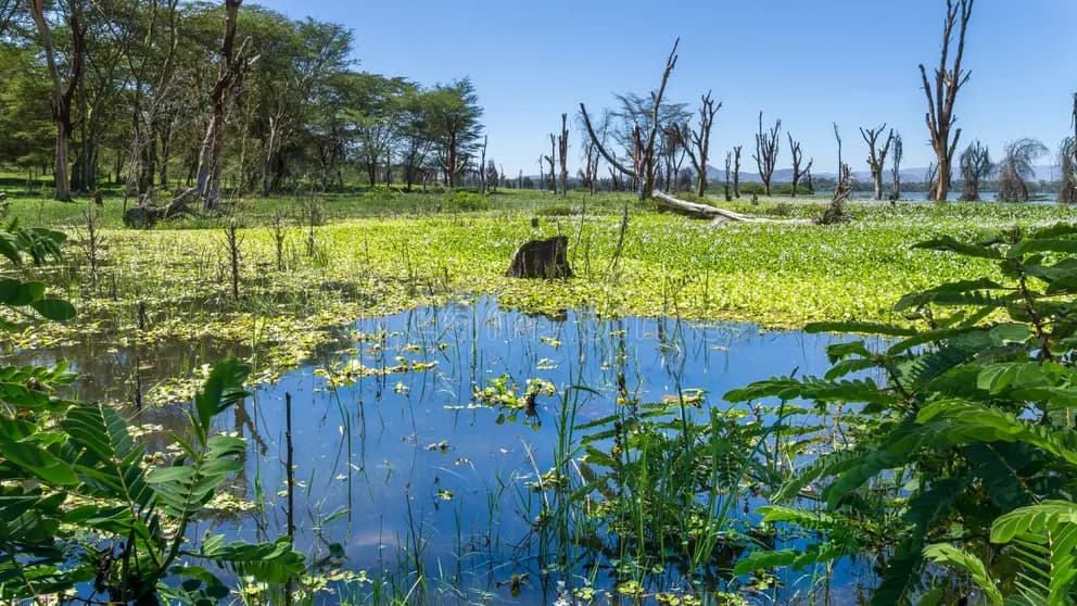 naivasha